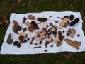 Wir legten mit gesammelten Materialien ein Naturmandala.