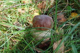 Steinpilz